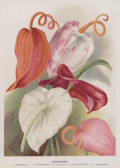 Anthurium da Unbekannt Unbekannt
